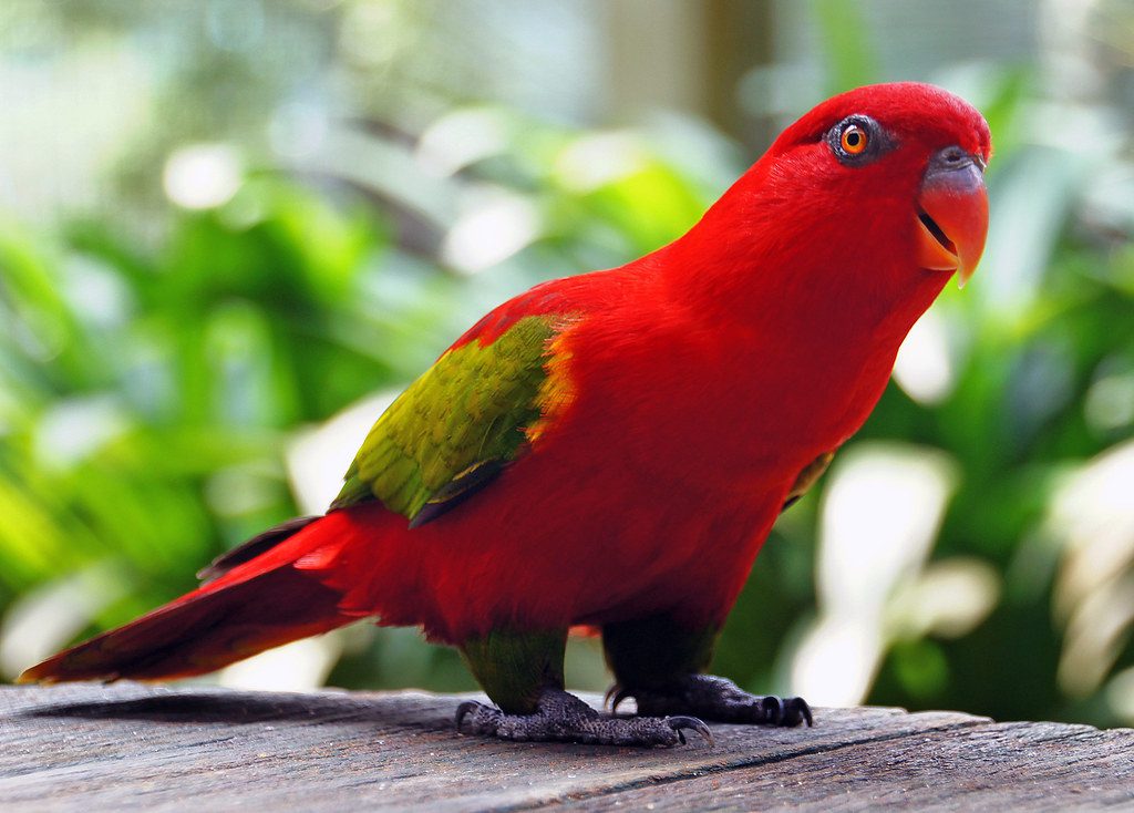 parrot